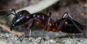 carpenter-ants-in-sacramento