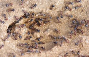 Argentine ant swarm of reddish brown ants with black abdomens frenzy on loose sandy soil.