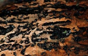 Carpenter ants crawling all over tunnels eaten out of wood to form a colony.