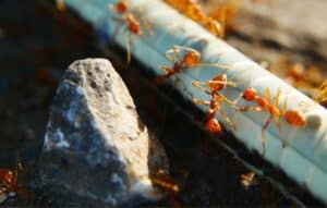 Fire ants, orange in color, foraging around a granite rock and a stick.