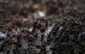 Black pavement ants swarm ant ill crawling on top of each other in a wild frenzy.