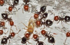 Velvety tree ants work together attacking an insect.