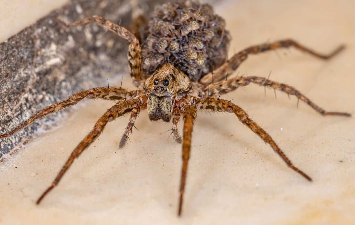 Long legged rusty brown hairy Female wolf spider carrying her young on her back shortly after their birth.