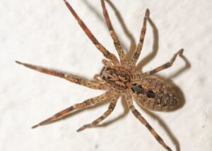 Wolf spider with tan hairy legs and dark diamond on abdomen.