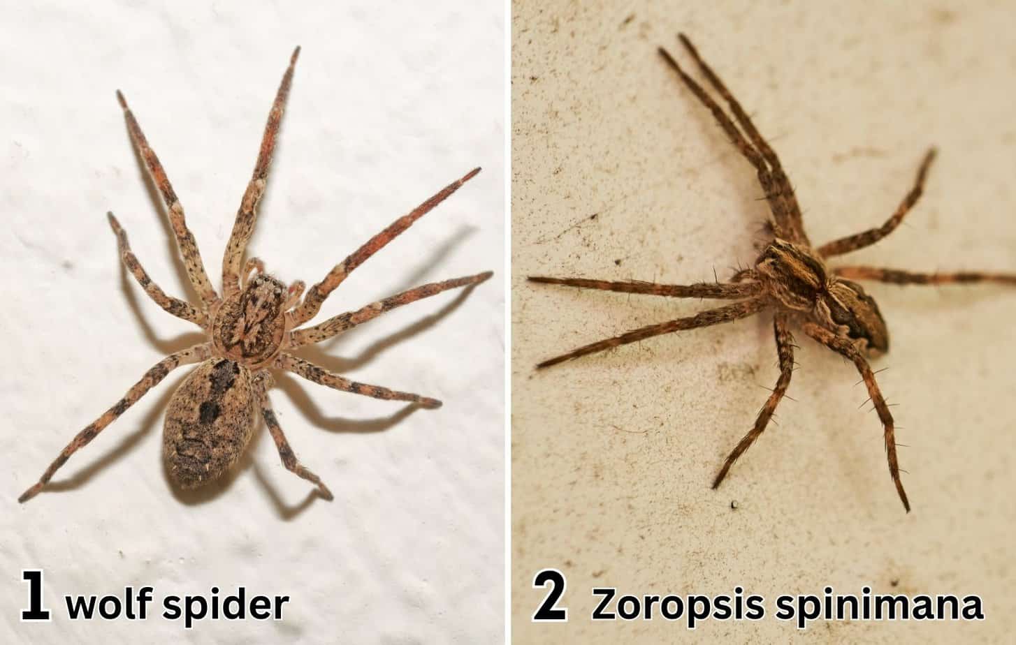 Side-by-side comparison of a wolf spider with a diamond pattern on the abdomen and Zoropsis spinimana with vertical markings that spread outward.