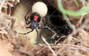 black-widow-spider-in-a-nest-with-an-egg-sac