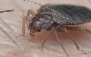 bed-bug-pest-management