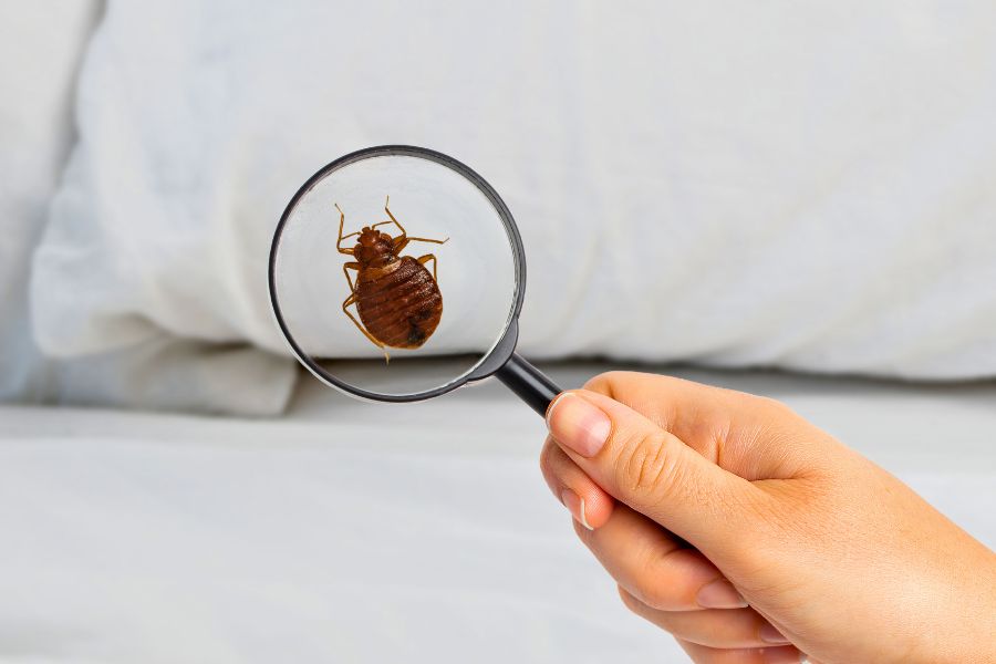 bed-bug-control-companies-near-me-vacaville