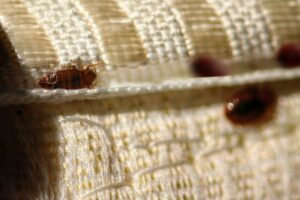 bed-bug-pest-exterminator-near-me-roseville