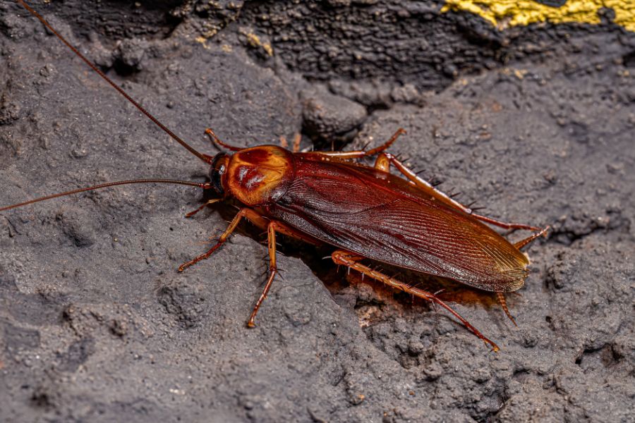 cockroach-control-company-near-me-elk-grove