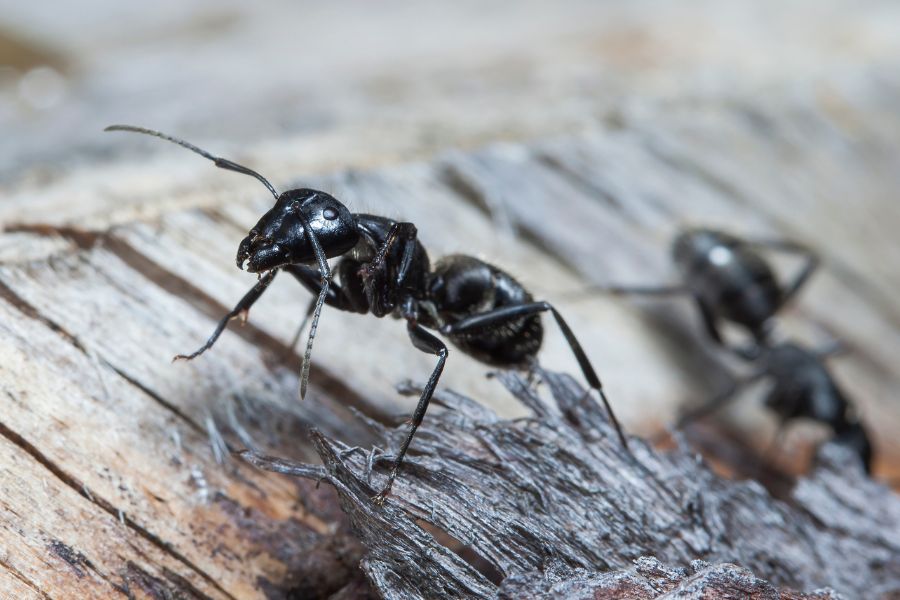 exterminator-near-to-me-folsom