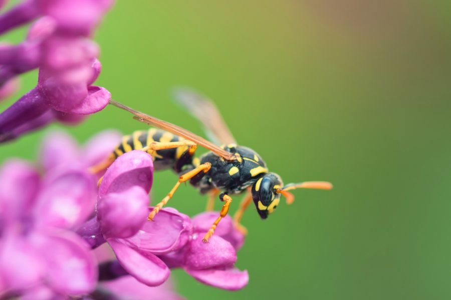 exterminator-near-vacaville