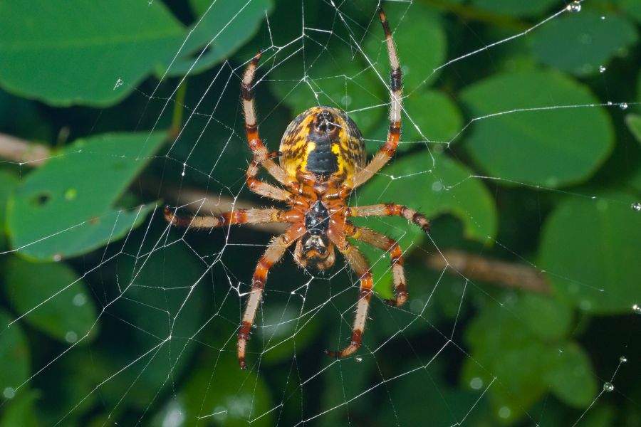 exterminator-near-vacaville