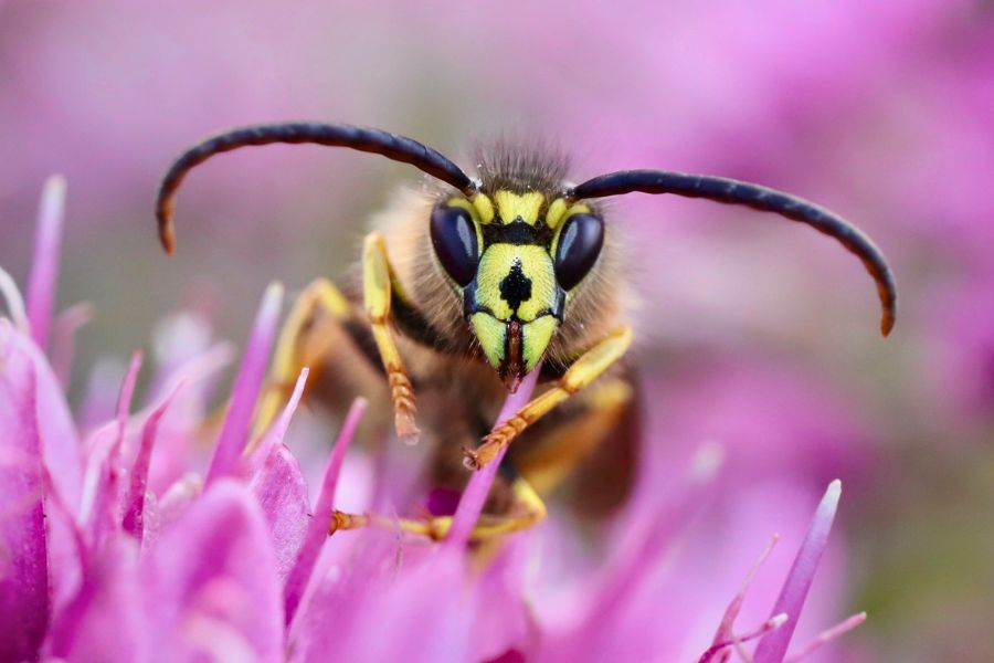 hornet-wasp-control-sacramento-ca