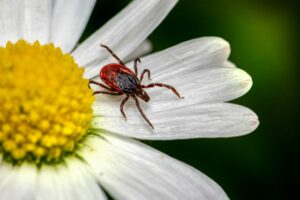 pest-control-elk-grove-ticks