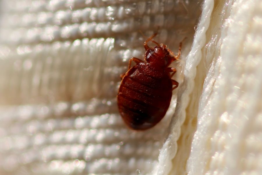 pest-control-bed-bug-folsom