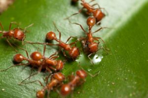 pest-control-folsom-fire-ants