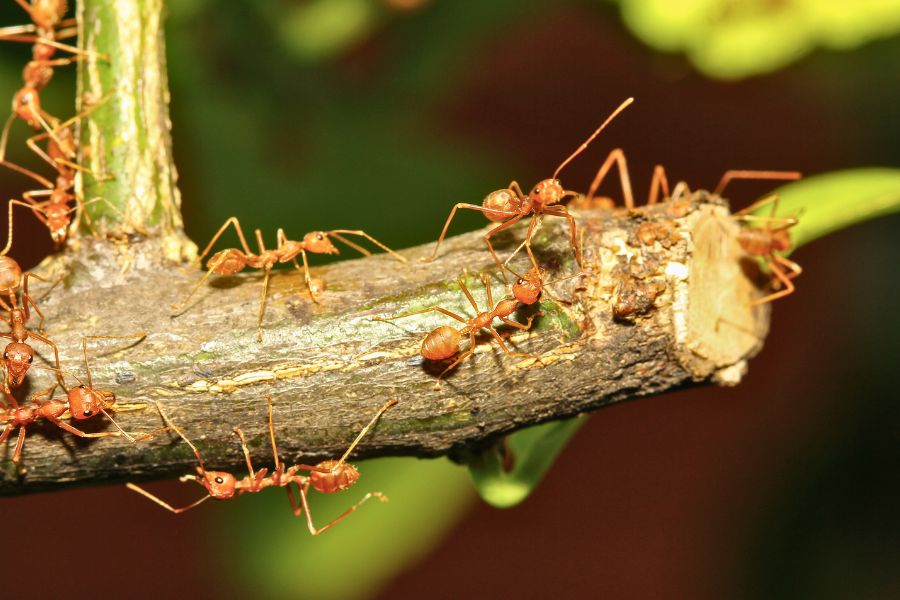 pest-control-vacaille-fire-ants