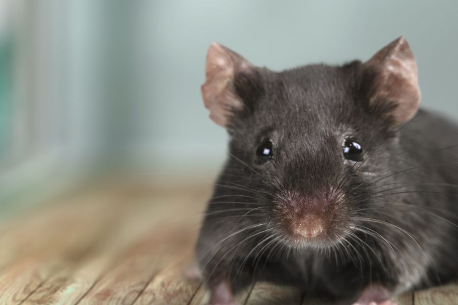 pest-control-vacaville-rodents