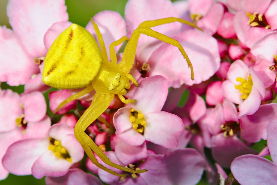 pest-control-near-me-in-vacaville