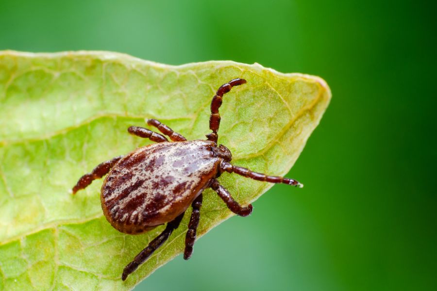 pest-control-vacaville-ticks