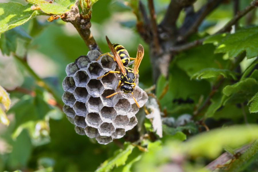 pest-control-vacaville-wasp-nest