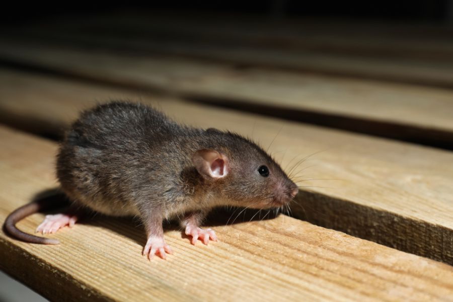 rodent-control-companies-near-me-elk-grove