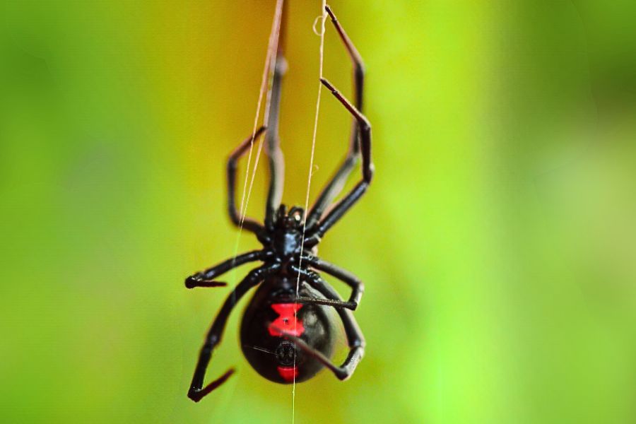 Spider Control in Sacramento | Spider Exterminator Pest Control