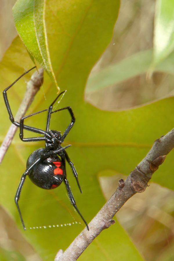 spider-control-vacaville-ca