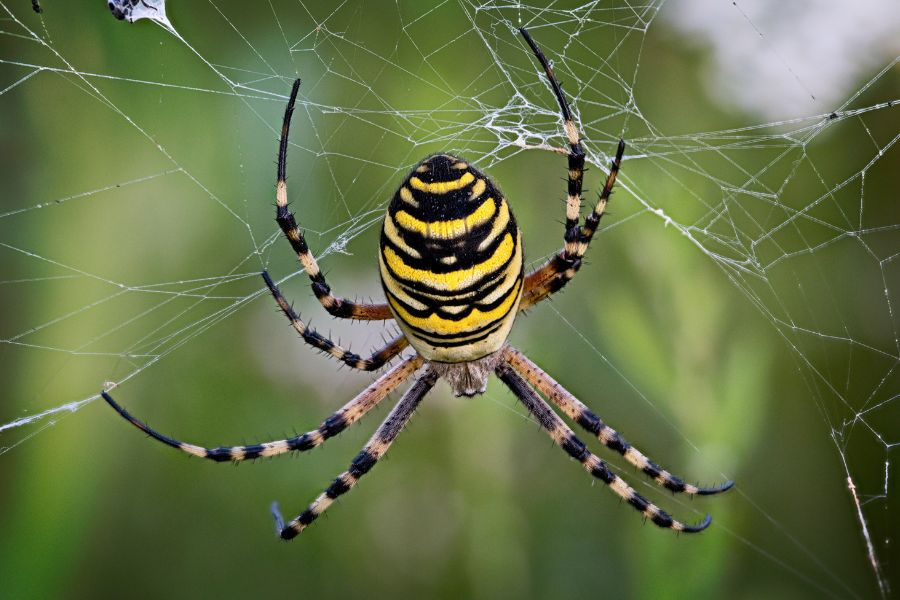 spider-control-sacramento