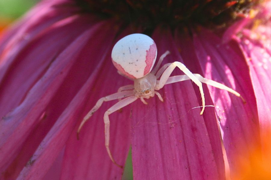spider-pest-control-sacramento