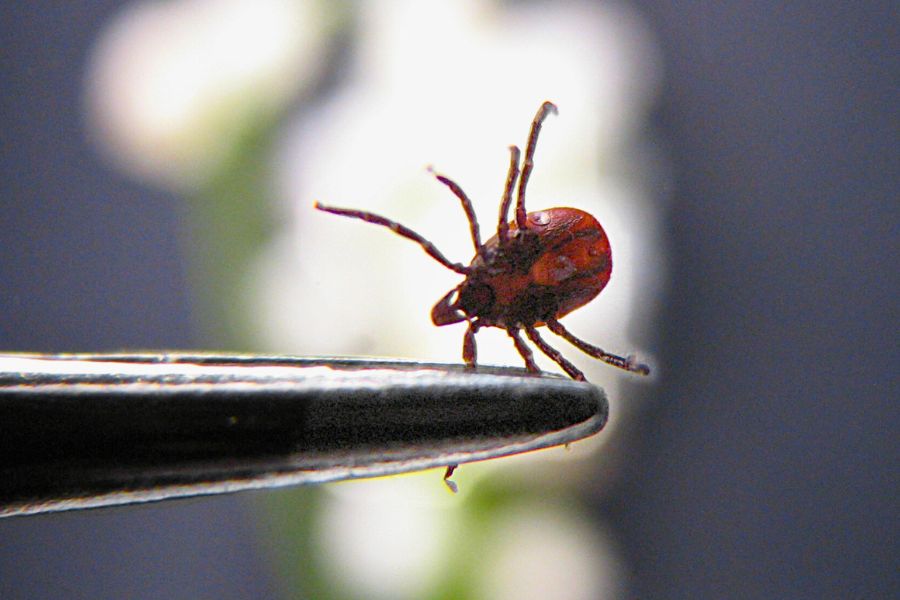 tick-control-companies-near-me-vacaville