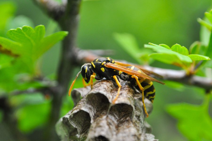 wasp-control-companies-near-me-elk-grove