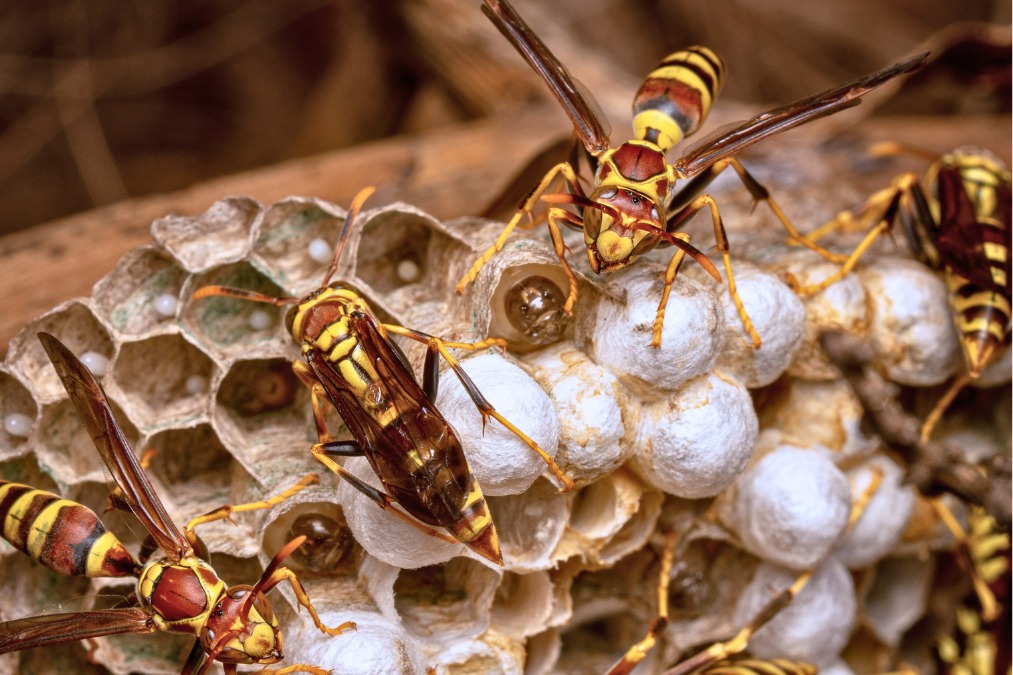 wasp-hornet-nest-control-sacramento