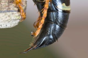 wasp-hornet-control-sacramento