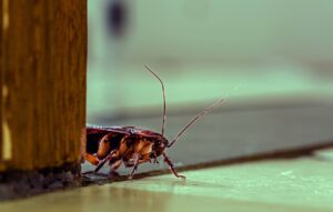 cockroach-pest-control-roseville-ca