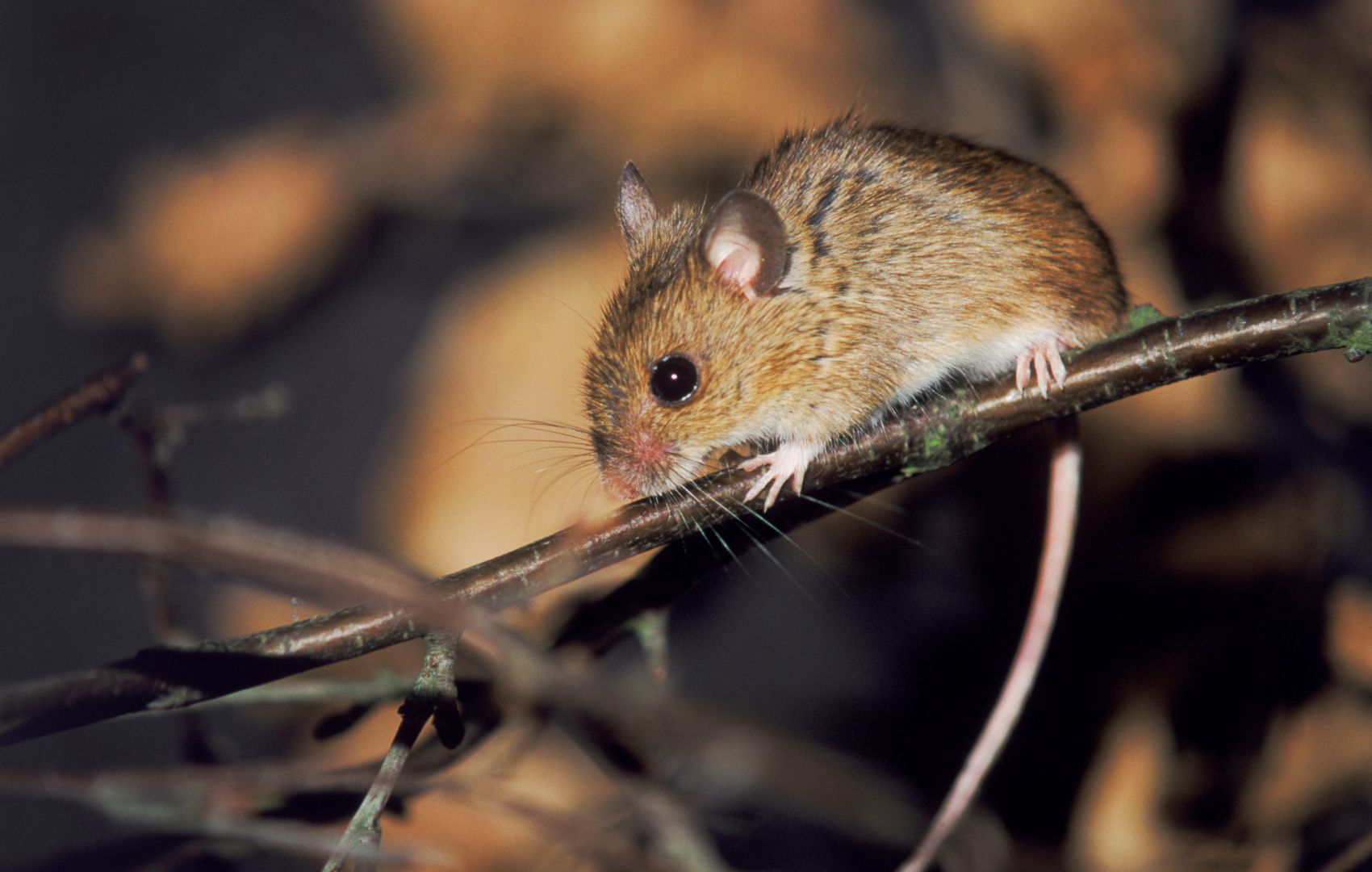 elk-grove-rodents-house-mouse