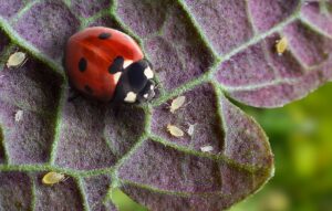 integrated-pest-management-elk-grove