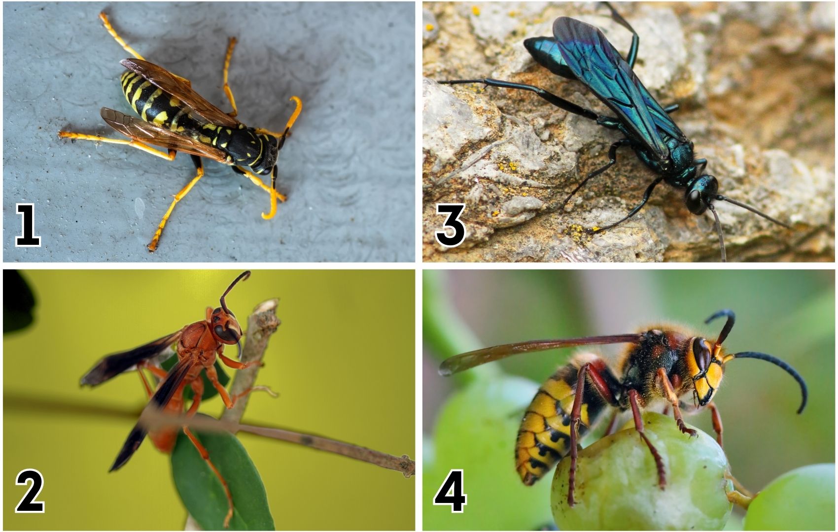 roseville-types-of-wasps