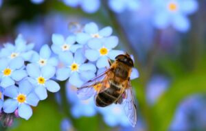 vacaville-bee-removal-services