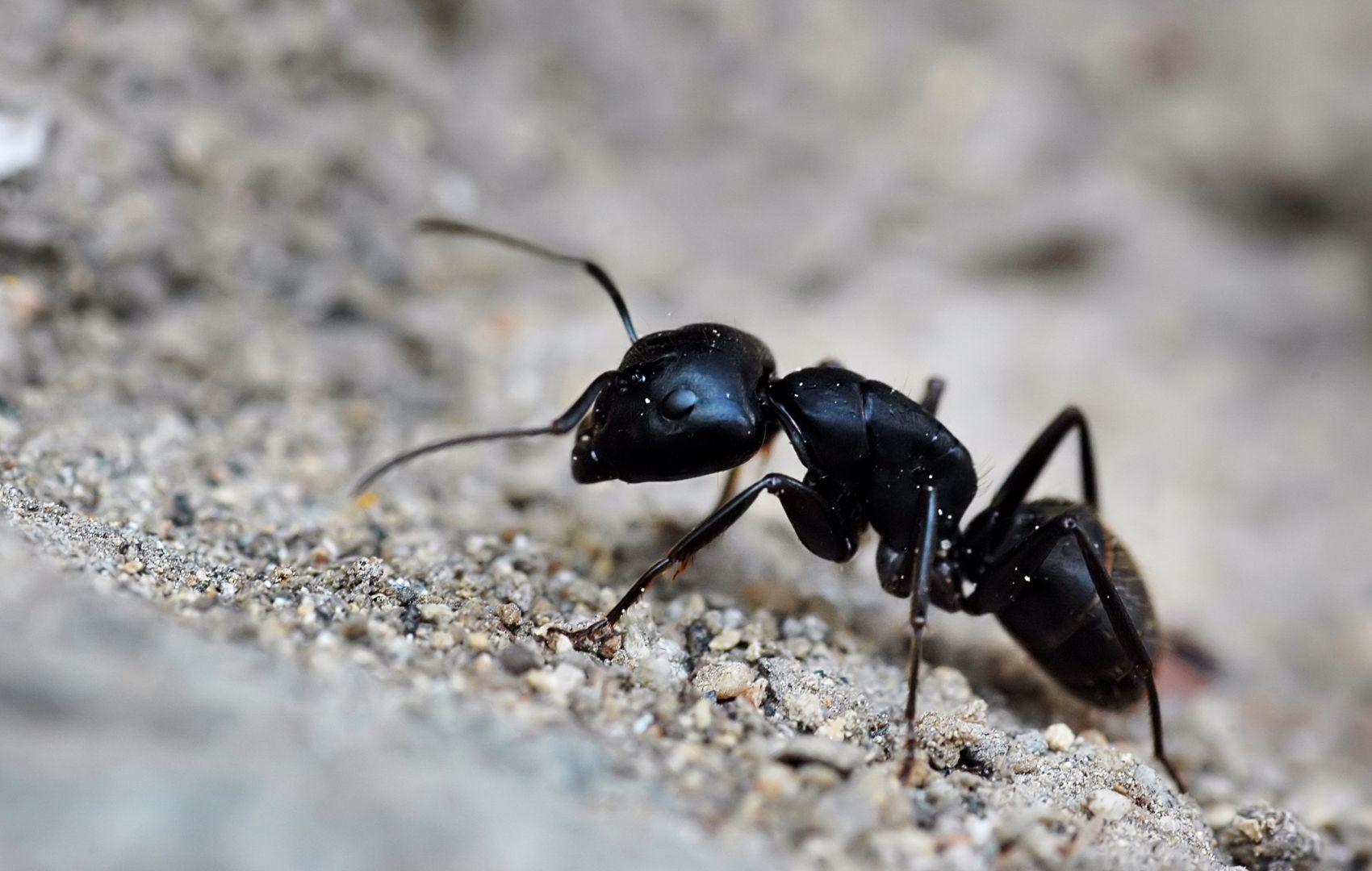 ant--pest-control-greater-sacramento