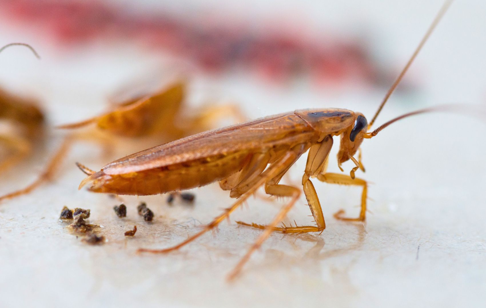 cockroach-pest-control-greater-sacramento