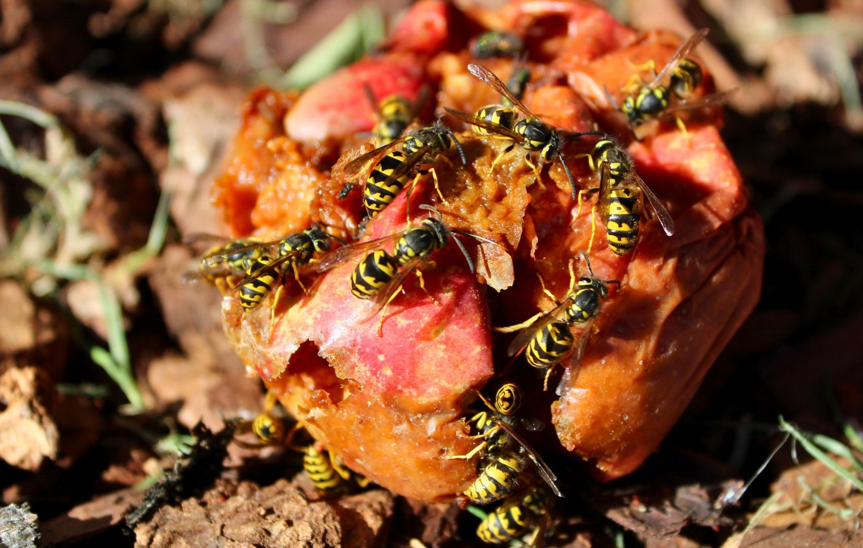 hornet-wasp-pest-control-greater-sacramento