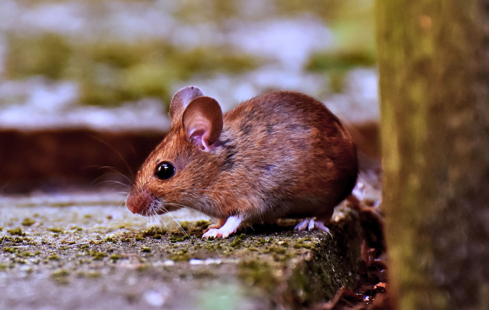 rodent-control-greater-sacramento