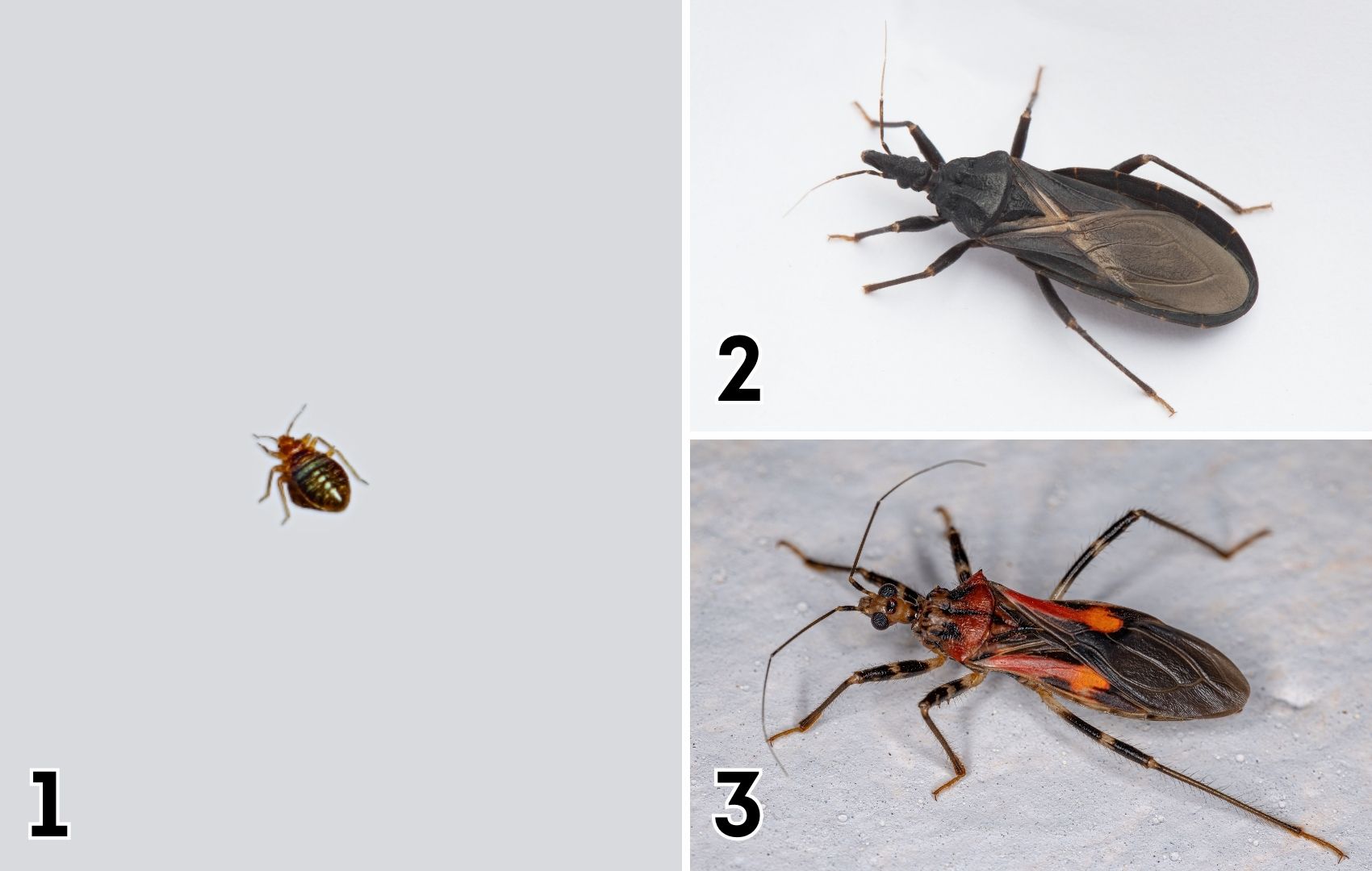 bed-bug-kissing-bug-assassin-bug-lodi