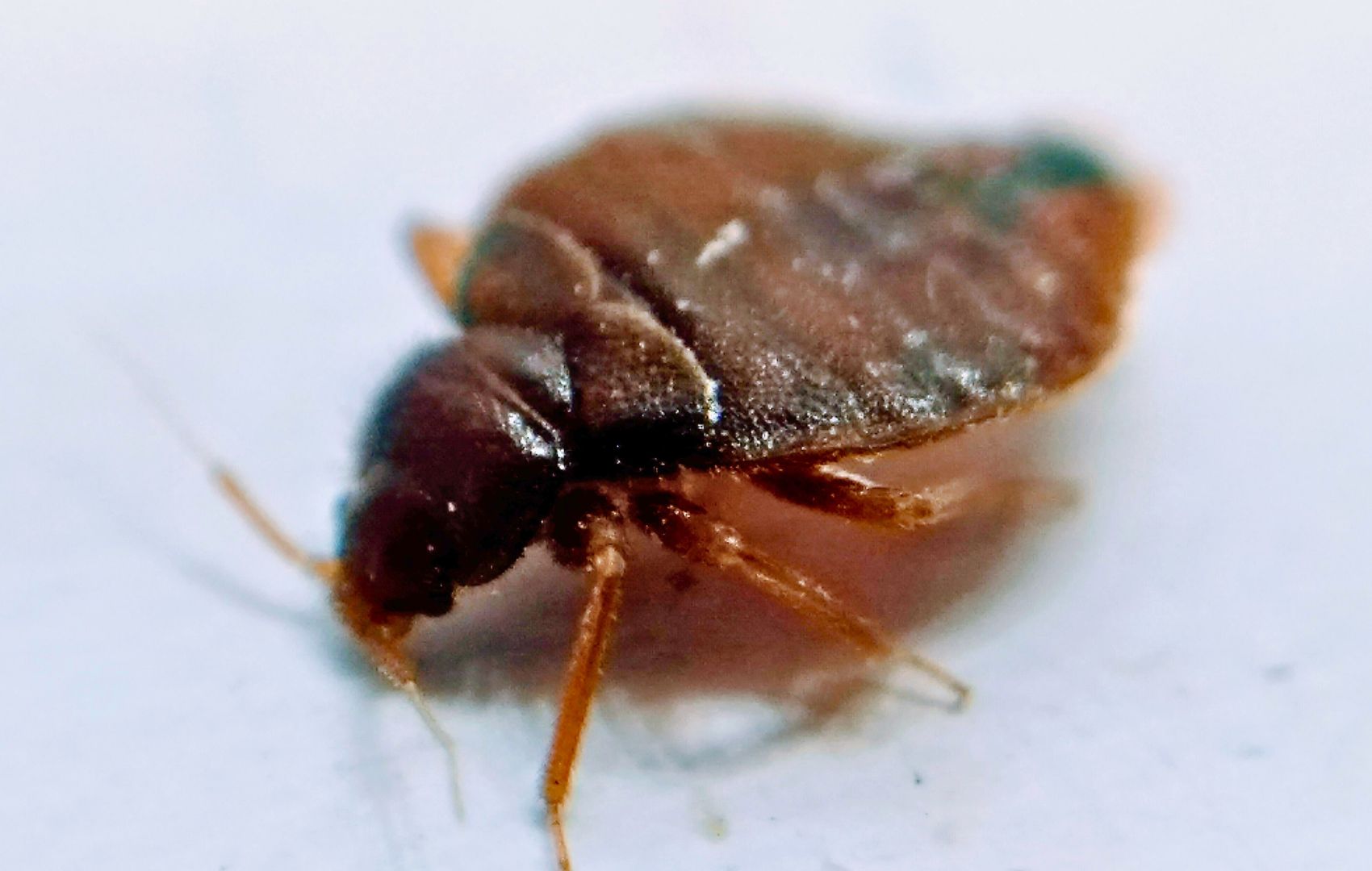 bed-bug-pest-control-lodi