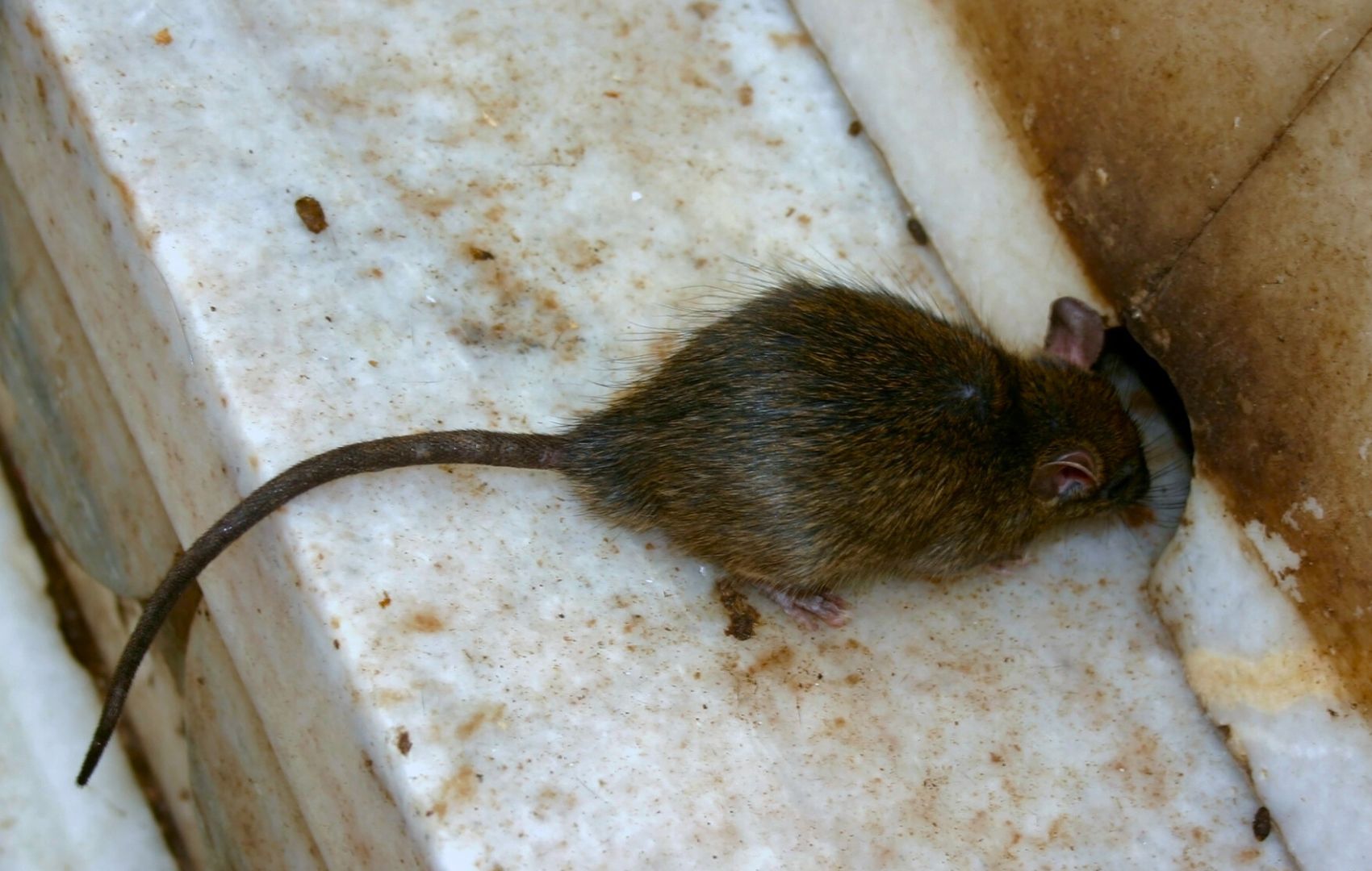 Roof rat entering home through small chewed hole.