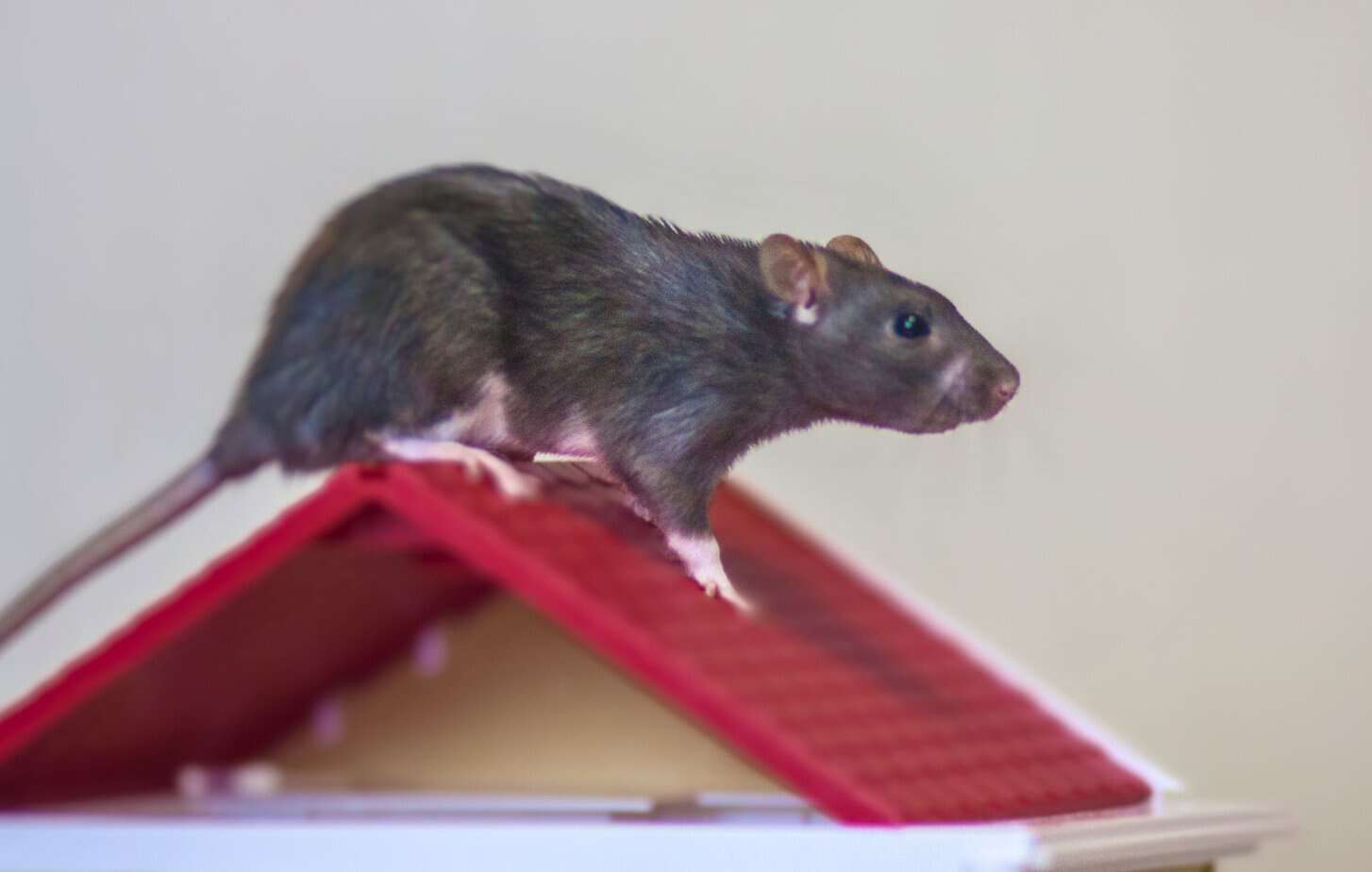 Rodent rat ready to jump off toy house roof.