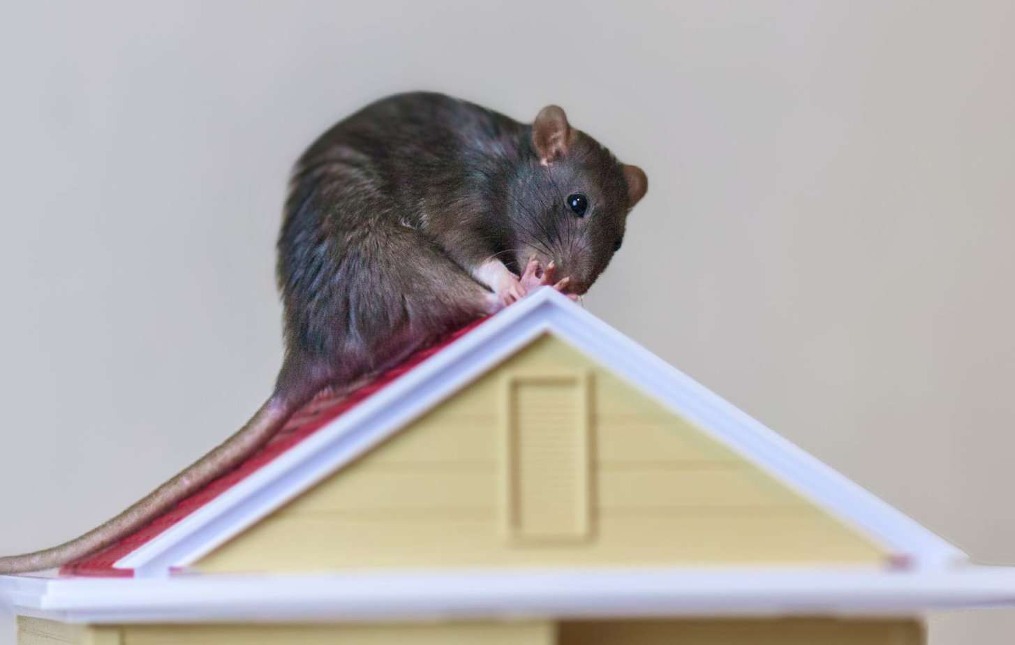 Grey rat licking foot on doll house roof.