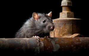 Roof rat looking over rusty pipe at night near statue.